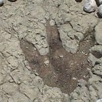 Increíble sitio en Puebla donde vivieron los dinosaurios 