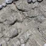 Increíble sitio en Puebla donde vivieron los dinosaurios 