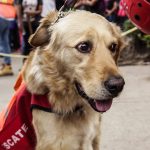 Perros rescatistas, aliados de los humanos 