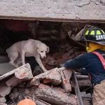 Perros rescatistas, aliados de los humanos 