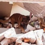 Perros rescatistas, aliados de los humanos 