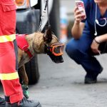 Perros rescatistas, aliados de los humanos 