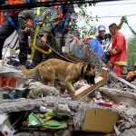 Perros rescatistas, aliados de los humanos 