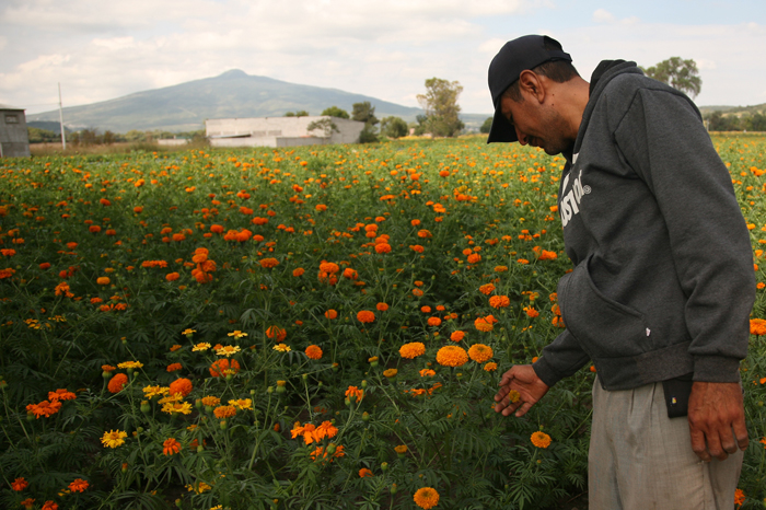 Michoacán, líder nacional en producción de flores para día de muertos