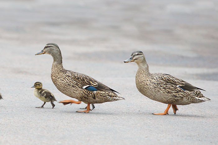 the ducks cross the road