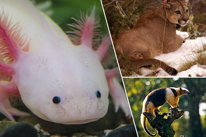 Michoacán es hogar de estas seis especies y animales; su hábitat peligra  cada día