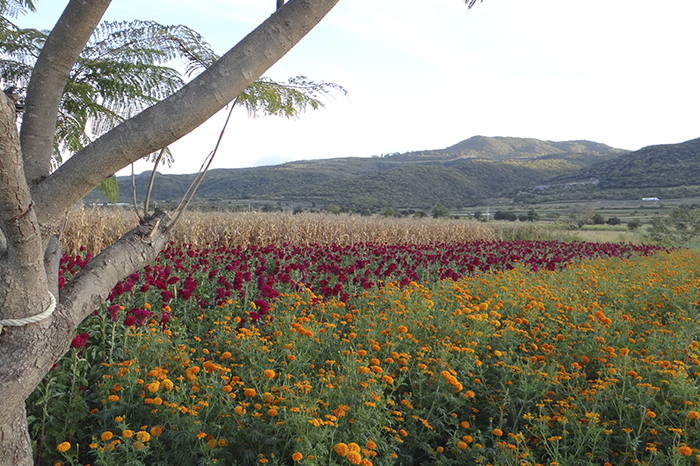 Flor de Cempasúchil