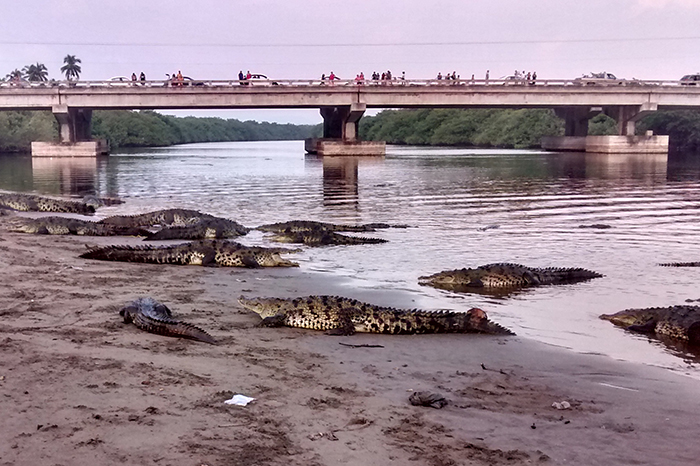 Actualizar 51+ imagen cocodrilo lazaro cardenas