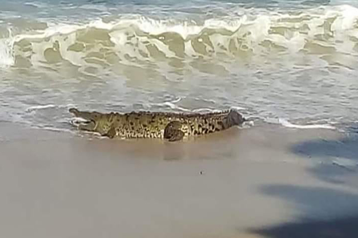 Alertan a bañistas por cocodrilos en mar de Lázaro Cárdenas;  PC realiza recorridos