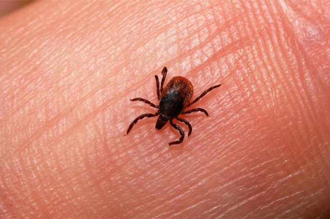 ¡Cuidado con las garrapatas! ¿Qué es la rickettsia y más enfermedades ...