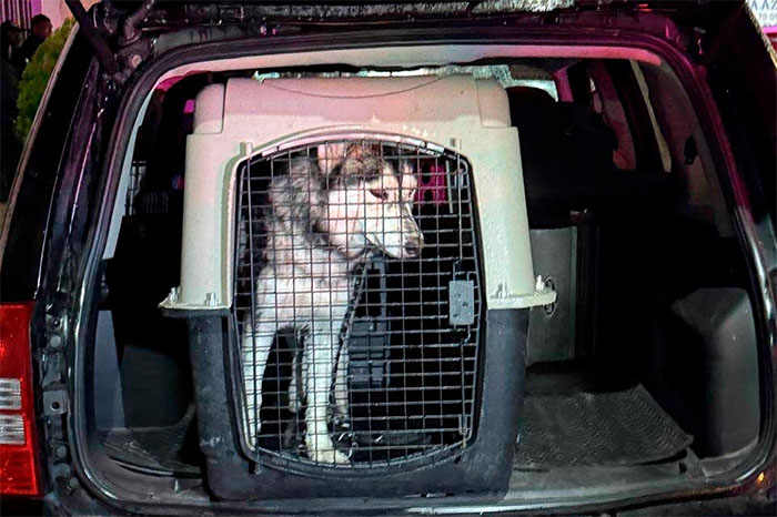 Agentes de la FGE rescatan a perro Husky durante cateo en La Piedad