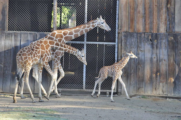 Nueva cría de jirafa reticulada conviviendo con su manada en el Zoológico de Morelia