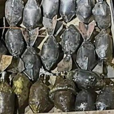 Artefactos explosivos improvisados asegurados en Buenavista Michoacán