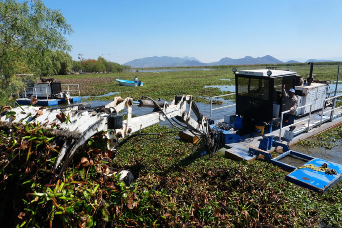 Maquinaria de Compesca realizando labores de limpieza de lirio acuático en el lago de Cuitzeo