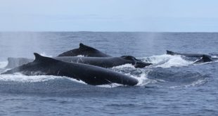 Ballena jorobada macho saltando en el océano durante la temporada de reproducción en Nueva Caledonia