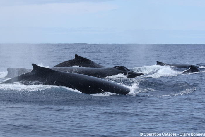 Ballena jorobada macho saltando en el océano durante la temporada de reproducción en Nueva Caledonia