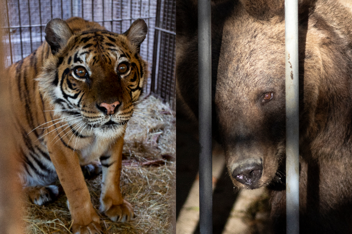 La tigresa Flora siendo trasladada a su nuevo hogar en el Felida Big Cat Sanctuary en Países Bajos.