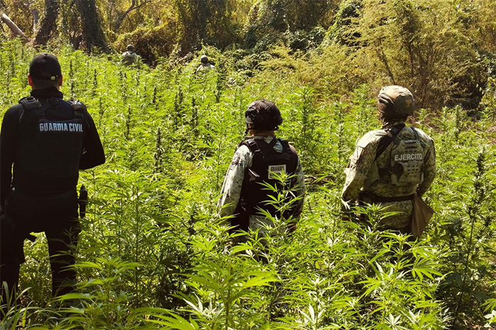 Elementos de la Defensa y la Guardia Civil incinerando plantas de marihuana en un predio de Buenavista.