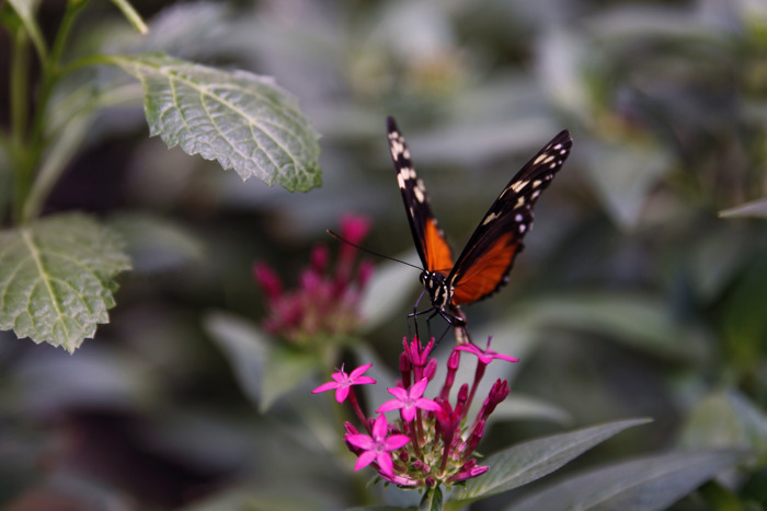 Primer plano de una mariposa Monarca posada sobre flores de pentas rosadas.