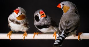 Tres aves Diamante Cebra (Taeniopygia guttata) posadas en una rama, representando las especies sonoras utilizadas en el estudio sobre belleza acústica.