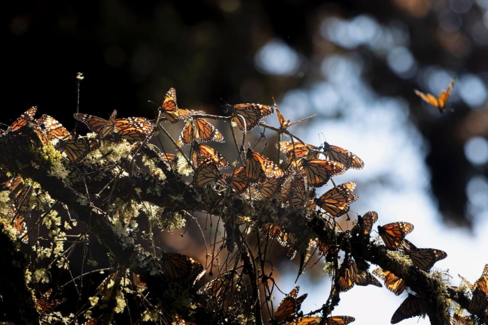 Bosques de la Reserva de la Biósfera de la Mariposa Monarca en el oriente de Michoacán.