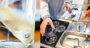 Primer plano de escamas de pez transparente utilizadas para crear biotejidos oculares en laboratorio.