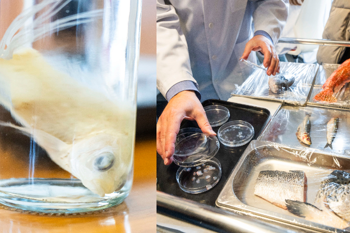 Primer plano de escamas de pez transparente utilizadas para crear biotejidos oculares en laboratorio.