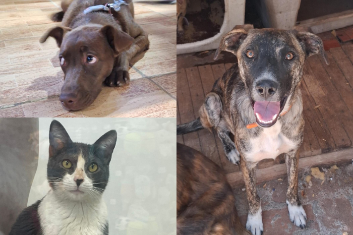 Un perro y un gato rescatados, listos para adopción, sentados juntos. Representan a los protegidos de La Casita de Frijol y Tadeo.