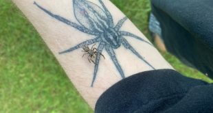 Araña en un brazo tatuado