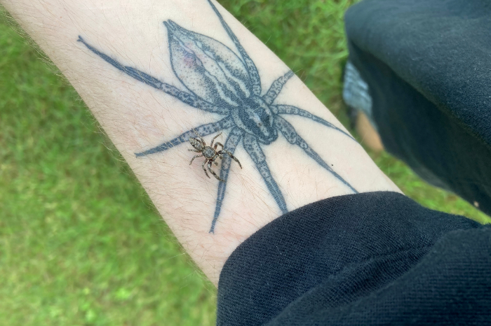 Araña en un brazo tatuado