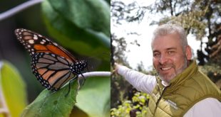 El gobernador Alfredo Ramírez Bedolla señalando el bosque y un primer plano de una Mariposa Monarca en Michoacán.