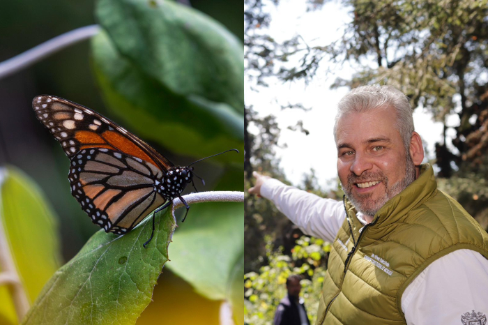 El gobernador Alfredo Ramírez Bedolla señalando el bosque y un primer plano de una Mariposa Monarca en Michoacán.