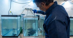 Biólogo Miguel Ángel Rodríguez Andrade analizando un ajolote en el herpetario del Zoológico de Morelia como parte del Proyecto ROMA.