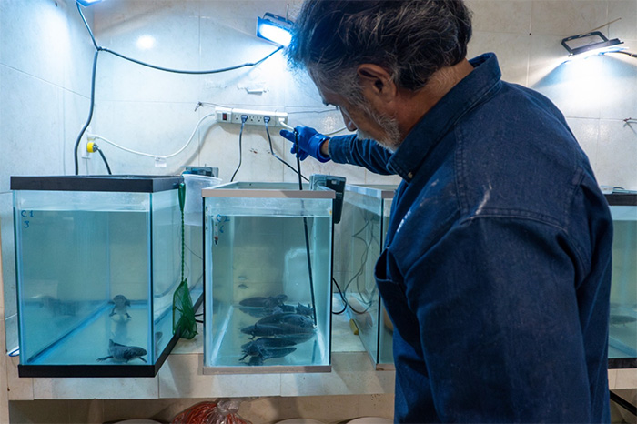 Biólogo Miguel Ángel Rodríguez Andrade analizando un ajolote en el herpetario del Zoológico de Morelia como parte del Proyecto ROMA.