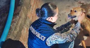 Agentes de la Fiscalía de Michoacán resguardando a uno de los perros rescatados durante un cateo por maltrato animal.