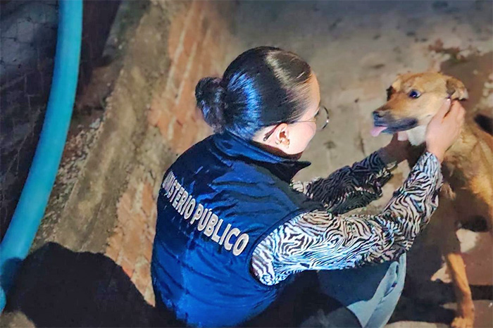 Agentes de la Fiscalía de Michoacán resguardando a uno de los perros rescatados durante un cateo por maltrato animal.