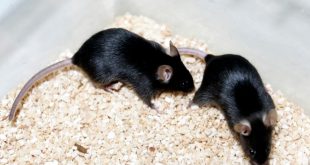 Representación de moléculas de edulcorantes artificiales y una cadena de ADN sobre un fondo científico.