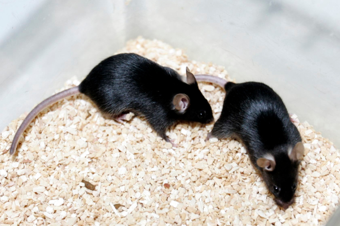 Representación de moléculas de edulcorantes artificiales y una cadena de ADN sobre un fondo científico.