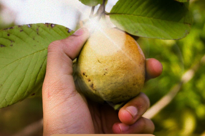 Cosecha de guayabas frescas en un huerto del oriente de Michoacán.