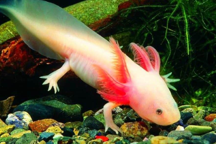 Ajolote mexicano de color leucístico (piel pálida) en un entorno de agua dulce.