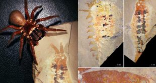 Fósil de Megachelicerax cousteaui mostrando la pinza o quelícera característica