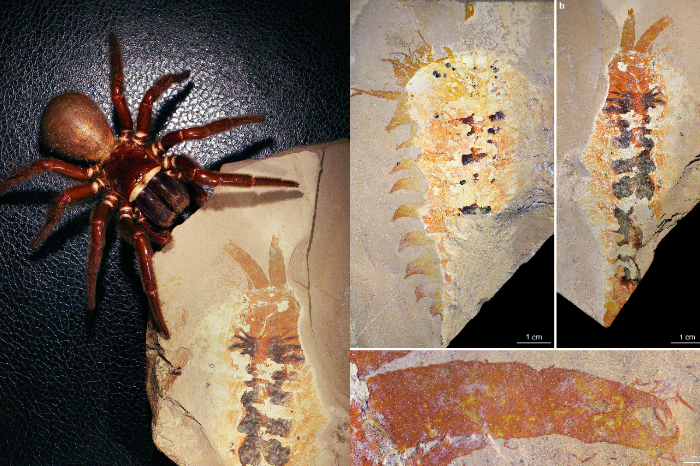 Fósil de Megachelicerax cousteaui mostrando la pinza o quelícera característica