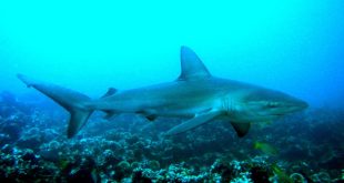 Un gran tiburón blanco nadando en aguas profundas del océano, ilustrando la vulnerabilidad de los mesotermos al calentamiento global.