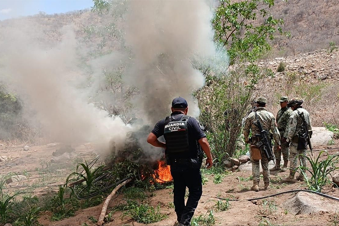 Personal de la Guardia Civil y Defensa Nacional realizando la destrucción por incineración de un plantío de marihuana en la zona serrana de Huetamo.