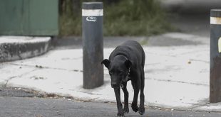 Protesta de organizaciones animalistas en México contra el maltrato animal.