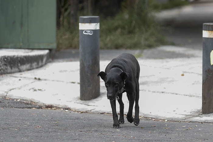 Protesta de organizaciones animalistas en México contra el maltrato animal.