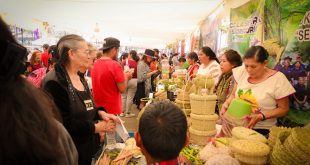 Sembradores michoacanos trabajando en parcelas con sistemas de Milpa Intercalada con Árboles Frutales (MIAF).