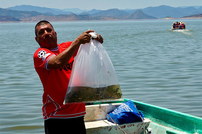 Personal de Compesca y pescadores de Churumuco realizando la siembra de crías de tilapia en la presa Adolfo López Mateos.