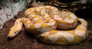 Ejemplar de pitón reticulada de 5 metros en el herpetario del Zoológico de Morelia.