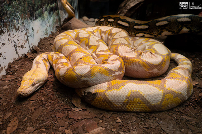Ejemplar de pitón reticulada de 5 metros en el herpetario del Zoológico de Morelia.